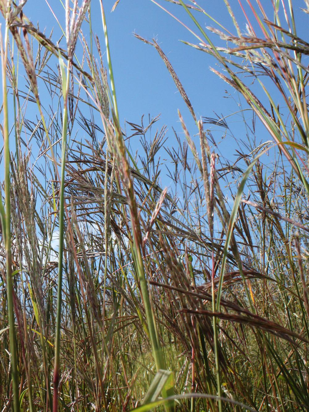 Bison Big Bluestem